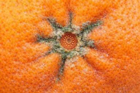 Kwiat hibiskusa